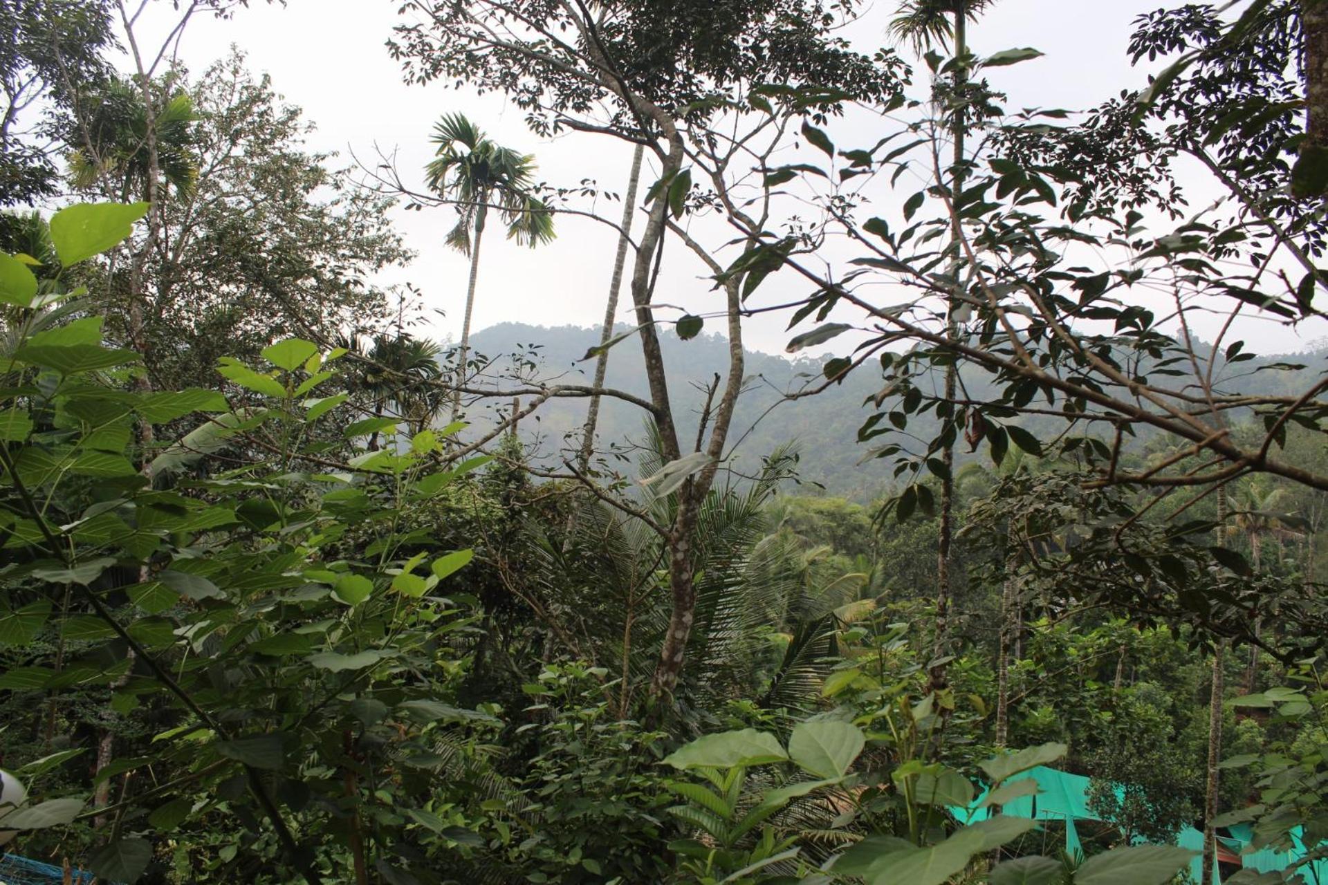 Casa Grande Munnar Homestay Anaviratty