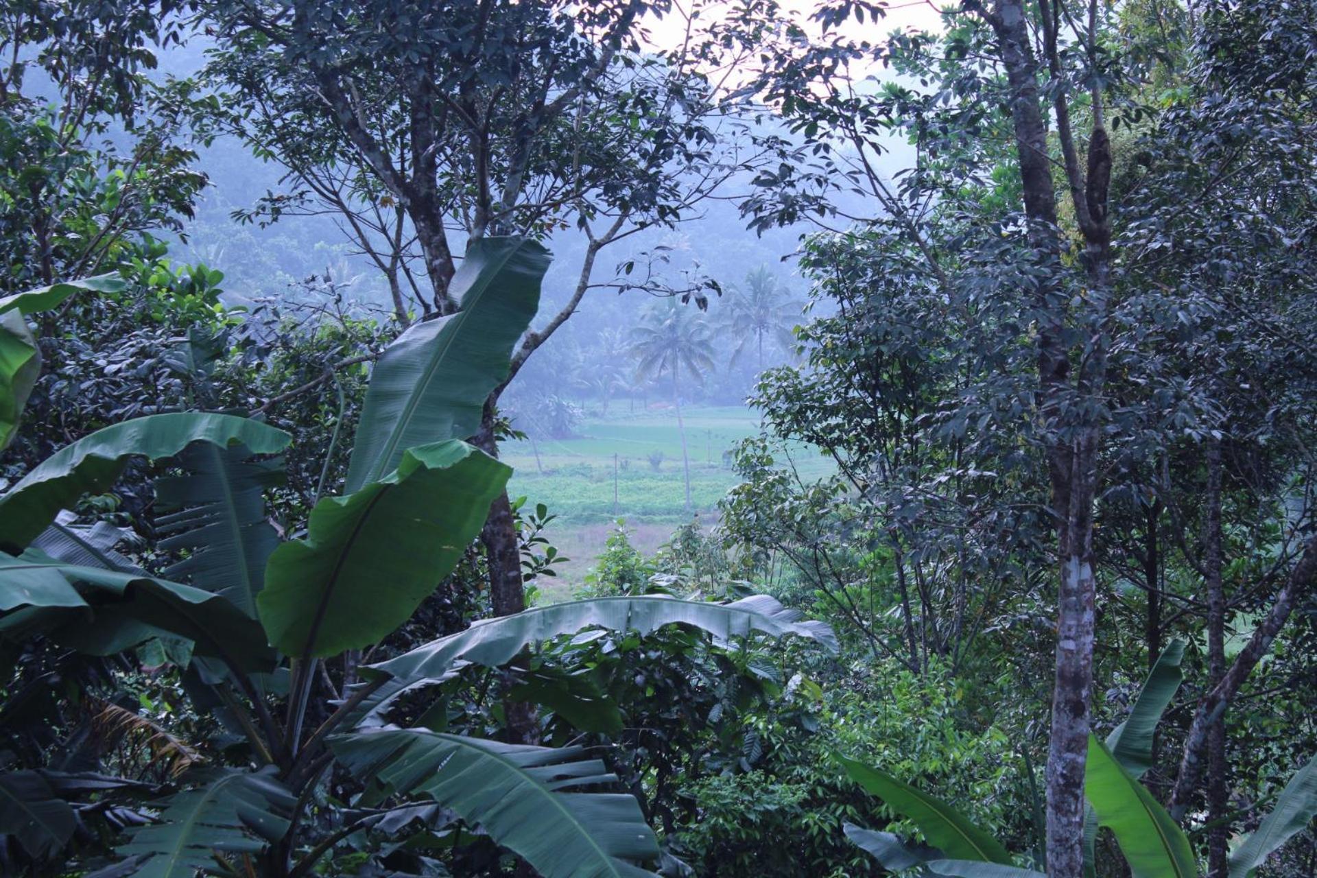 Casa Grande Munnar Homestay