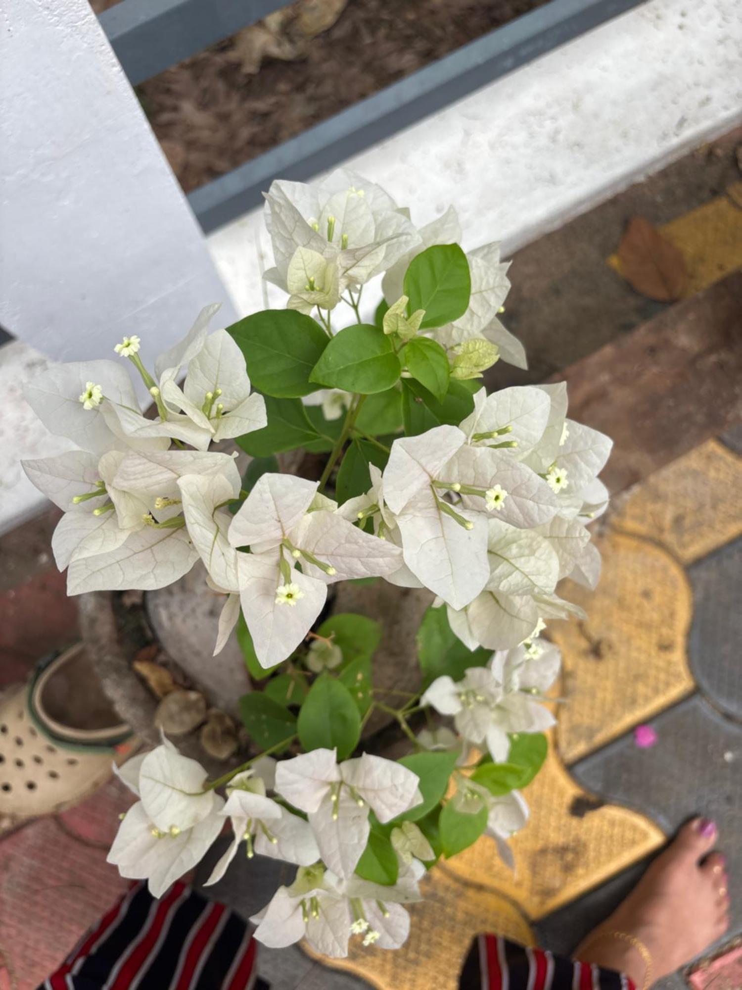 Homestay Casa Grande Munnar Anaviratty