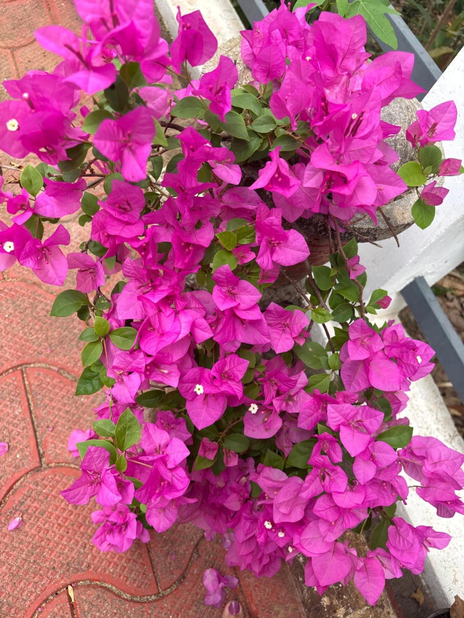 Casa Grande Munnar